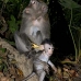 monkey_macaque_balinese_mf_ubud_v_1333_bal5054.jpg
